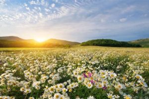 Le rythme circadien dans l’alimentation